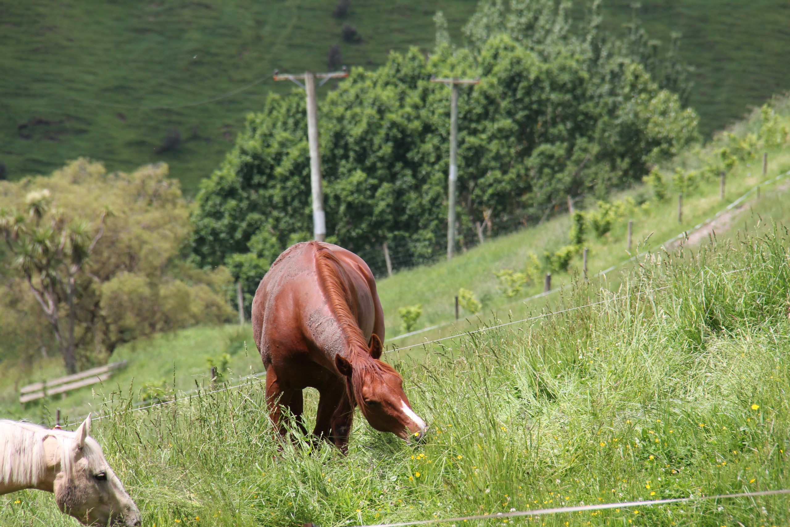 holistic grazing at river valley stables