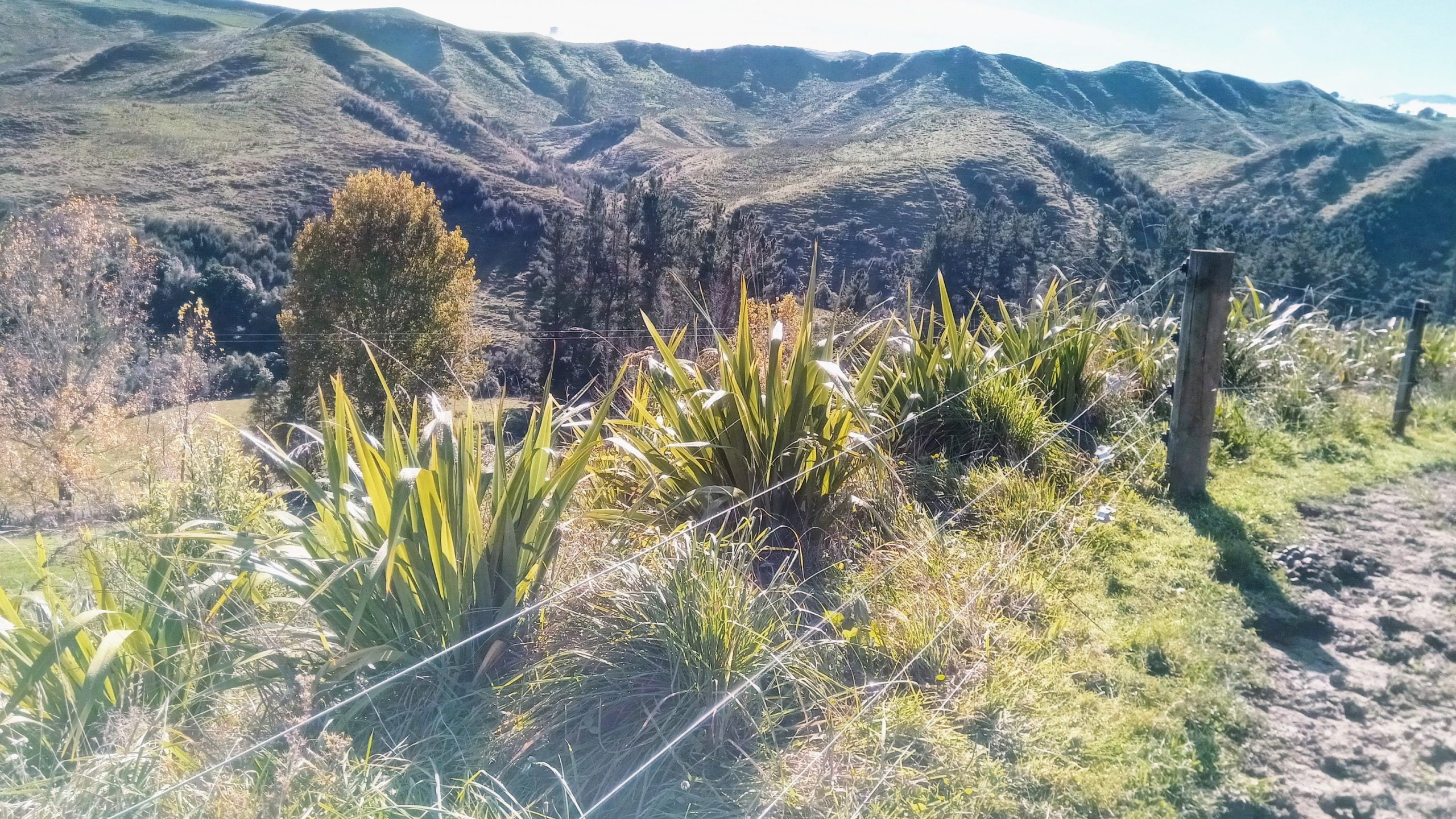 2 year old native trees and flax at River Valley, Taihape, New Zealand