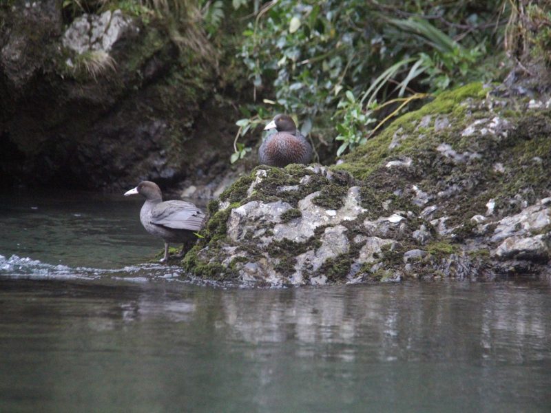 a pair of whio on the rangitikei river