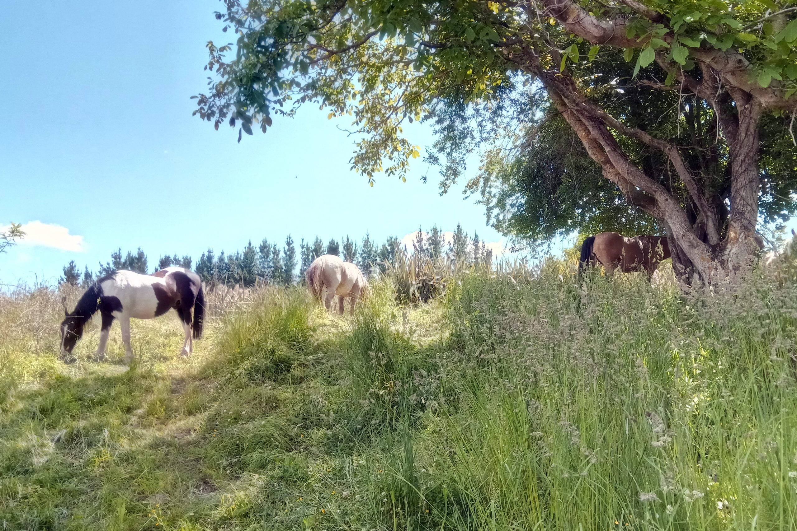 Holistic grazing management