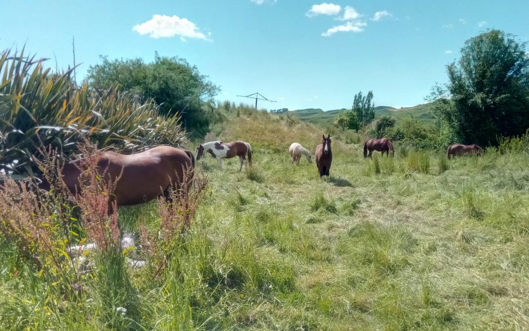 Thoughts on Using Holistic Grazing Management with a Horse Trekking Herd
