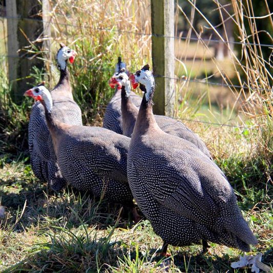 the river valley guinea fowl