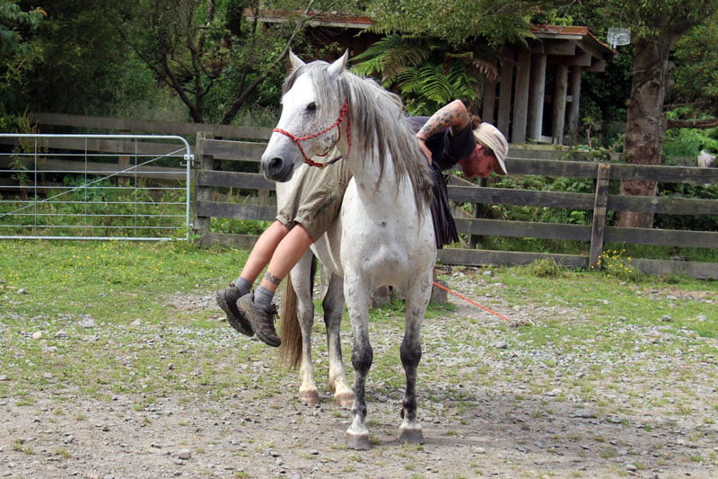 training awa the wild kaimanawa horse
