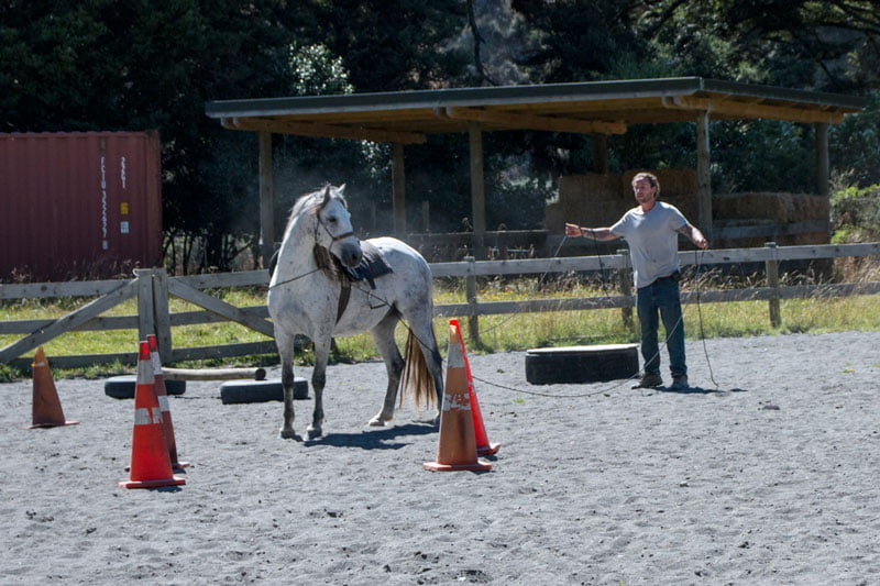 training awa the wild kaimanawa horse