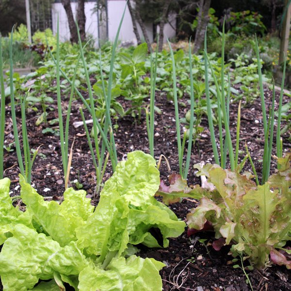 river valley vegetable garden - lettuce