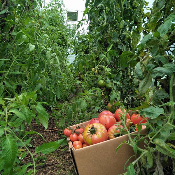river valley vegetable garden - tomatoes