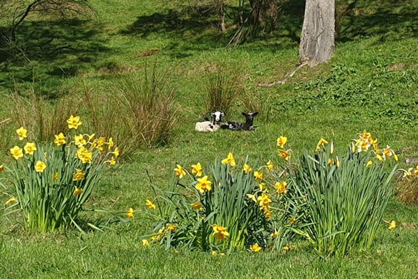 spring lambs