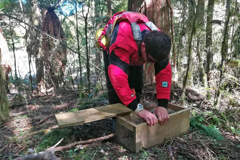 stoat trap on the rangitikei river