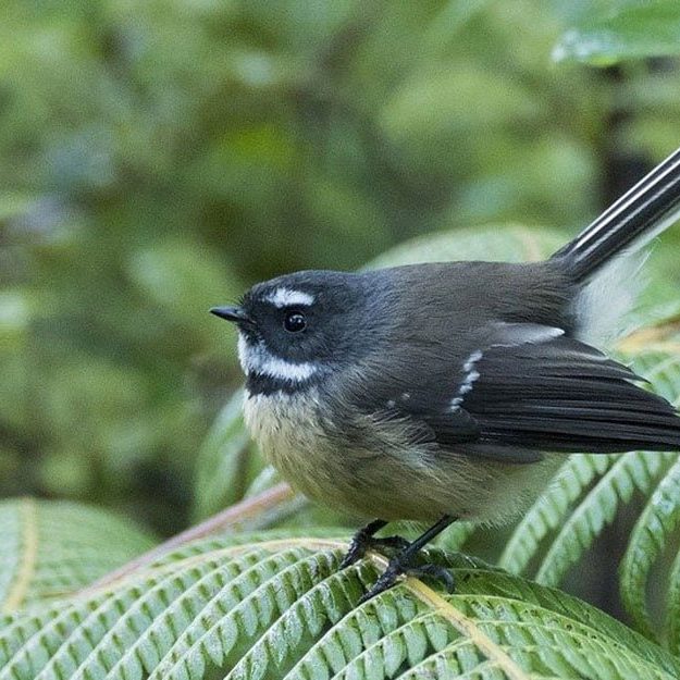 Fantail