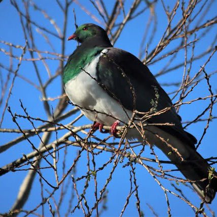 Kereru