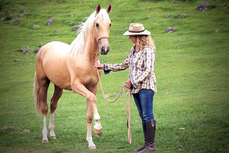 Harmony With Horses 
