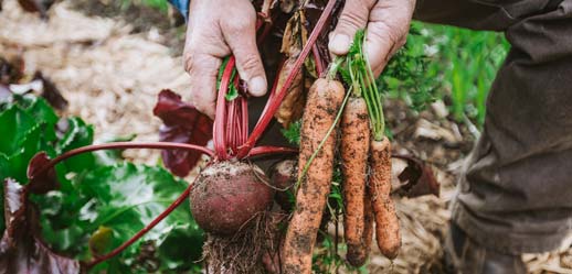 garden vegetables from river valley acres