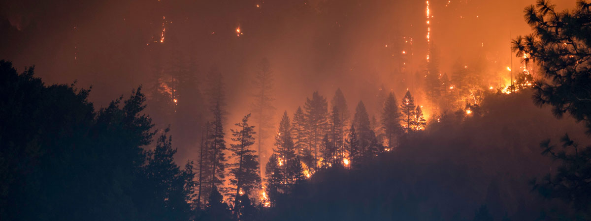 Pine Tree forest fire